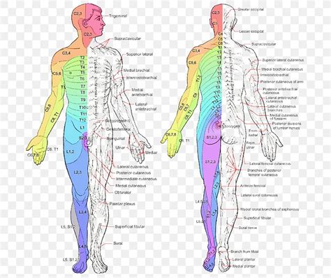 Dermatomes Nervous System Anatomy Nerve Spinal Nerve Images And