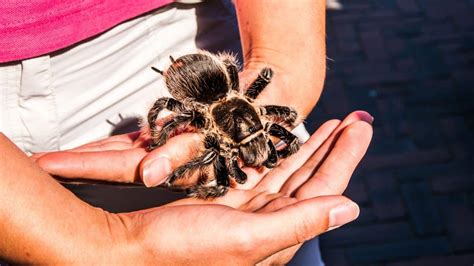 50 Thrilling Tarantula Facts That Are Too Big To Miss