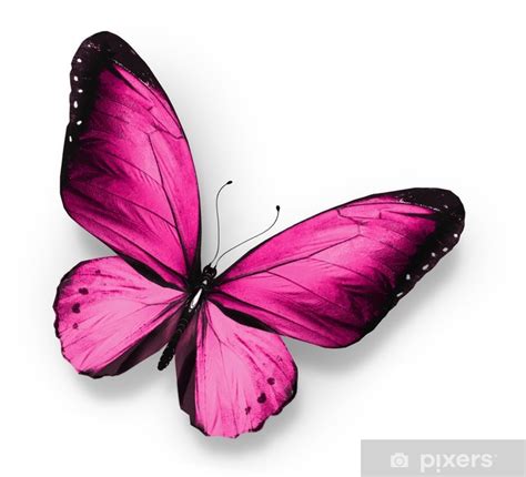 Poster Papillon Rose Isolé Sur Blanc Pixersfr