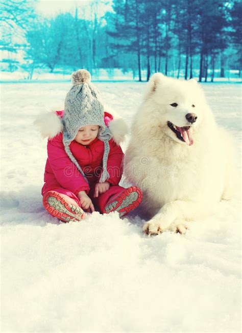 Child And White Samoyed Dog On Snow In Winter Stock Image Image Of