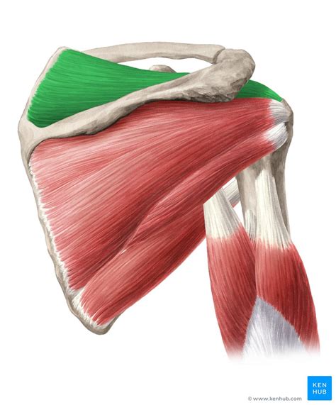 The supraspinatus muscle assists abduction of the arm and stabilization of the humerus head trps within the supraspinatus muscle elicit a referred pain felt as deep pain around the shoulder this situation could lead to a compression of supraspinatus tendon against the acromion (chaitow. Fascias and spaces of the shoulder girdle: Anatomy | Kenhub