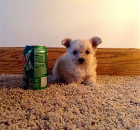 The teacup pigs are also referred to as 'mini pigs', 'micro mini pigs', 'dandie pigs' and 'pocket pigs'. Tiny teacup Yorkie/poo puppies for Sale in Osseo, Michigan ...
