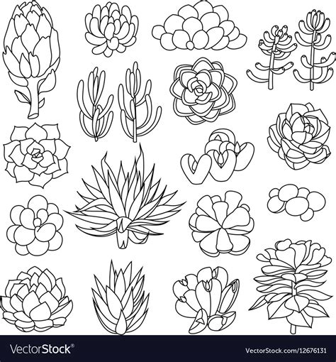 Isolated Black Outlines Succulents Royalty Free Vector Image