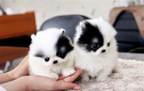 Are you searching for a healthy mini or miniature doxie for sale and adoption with affordable prices?look no further. Pomsky Puppies For Sale Near Me Pomsky Puppyfinder Com ...