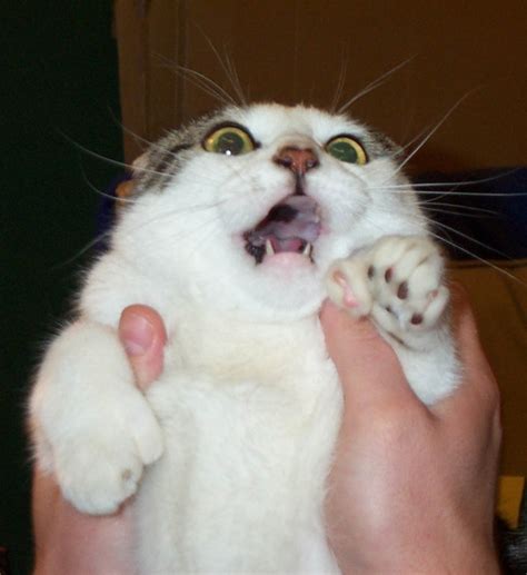 Scared Cat Picture Ebaums World