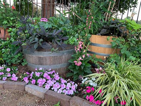 Wine Barrel Planters In Your Garden Should You Use Them