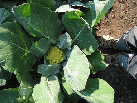 The large plants take up quite a bit of space. Christina's Garden: broccoli romanesco