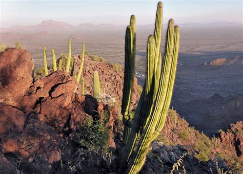 Twin Peaks Organ Pipe Cactus National Monument Arizona
