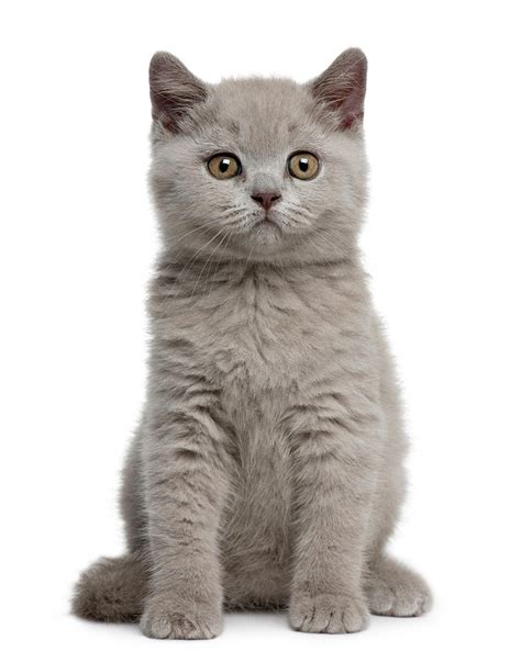 British Shorthair Kitten British Shorthair