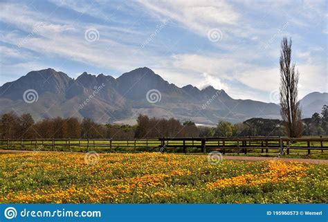 Spring Is Here Stock Image Image Of Flora Trees Blossoms 195960573