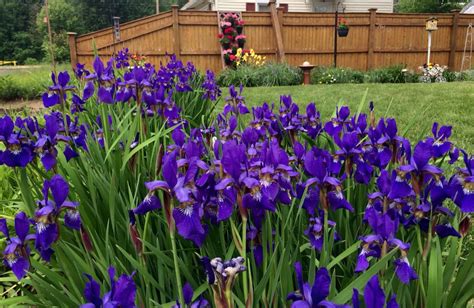 Irises In Bloom For Your Garden
