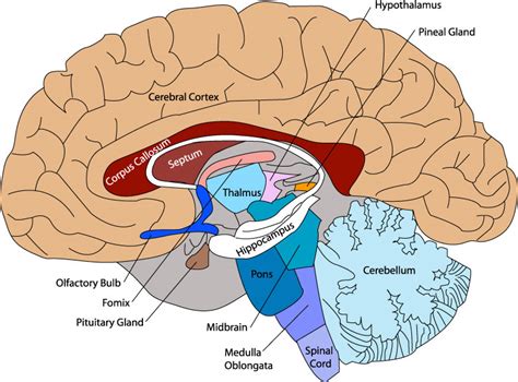 Brain Diagram Unmasa Dalha