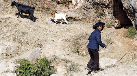 Terrified goats scream in two rare snow leopards killed more than 50 sheep and goats in nw china's xinjiang. Chinese Woman Killing A Goat / Coronavirus Indian Street ...