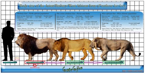 On The Edge Of Extinction B The Lion Panthera Leo