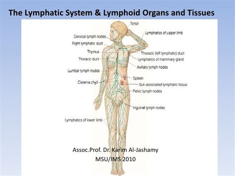 The Lymphatic System And Lymphoid Organs And Tissues