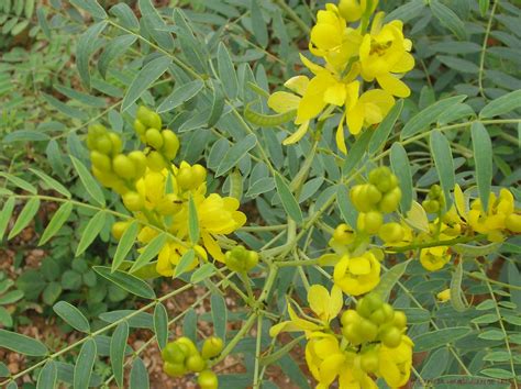 Senna Precautions Side Effects And Benefits
