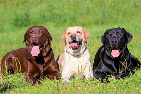 Meet The Labrador Retriever