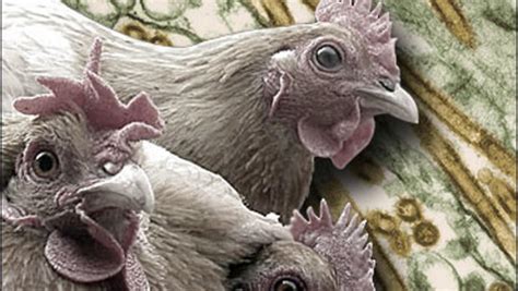 Health and medical concept vector illustration. Possible Bird Flu Found In U.S. - CBS News