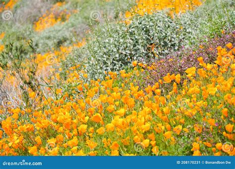 California Golden Poppy And Goldfields Blooming In Walker Canyon Lake
