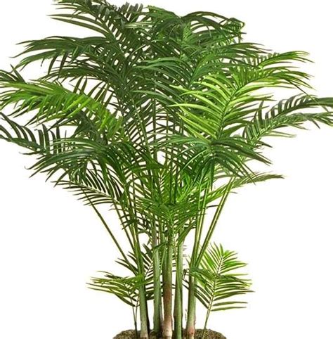 Orchidee, bromelie, piante carnivore, bonsai, piante grasse e succulente ed altre ancora! Purifica l'aria di casa con queste piante. Schede e foto ...