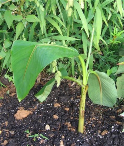 Japanese banana, hardy fiber banana. Musa basjoo