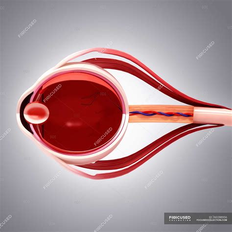 Anatomía Ocular Humana — Parte Del Cuerpo Humano Representación Visual