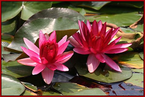 Water Lilies Revisited