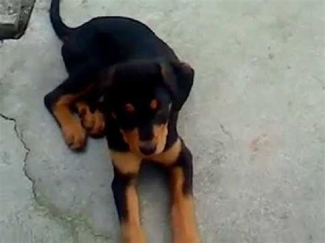 black lab rottweiler puppy mix   commands youtube