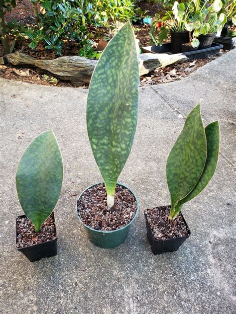 Its leaves have a distinctive mottled dark. Sansevieria Masoniana 'Whale Fin' | EdenCPs