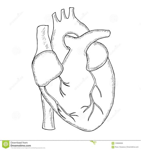 Human Heart Drawing Template Drawing Inspiration