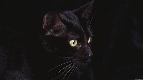 Обои Черная кошка картинки Обои для рабочего стола Черная кошка фото