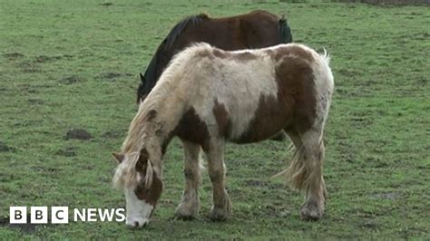 Dead Pony Found Tied Up And Dumped Near Ashford In Kent Bbc News