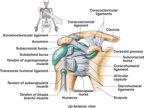 The Anatomy Of The Shoulder And Its Major Muscles Including The Arm