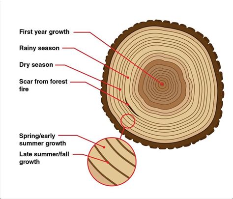 Easy Guide For The Growth Of Trees Coolguides Plant Science Tree
