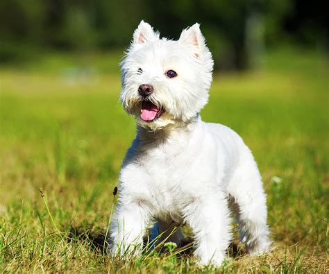 Are West Highland Terrier Hypoallergenic