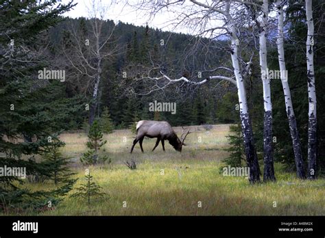 3825803895 Bull Elk Grazing In A Sub Alpine Meadow With Quaking Aspen