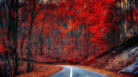 Nature Road Autumn Red Leaves Tree Forest Woodland Landscape Hd