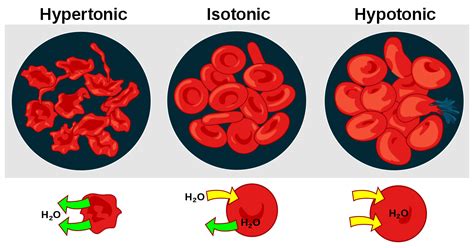 Animal cell in a isotonic solution. What Happens When Plant And Animal Cells Are Put In ...