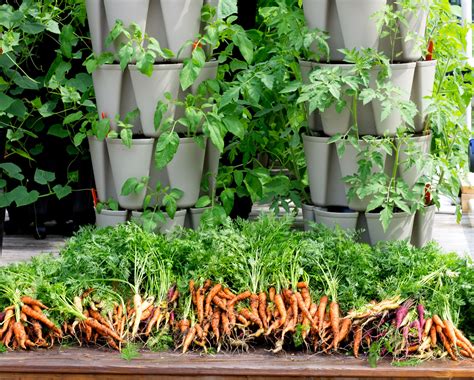 Growing Root Vegetables Vertically | GreenStalk Vertical Garden