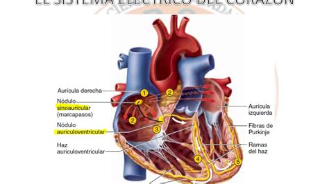 FisiologÍa Cardiovascularsistema ElÉctrico Del CorazÓn Youtube