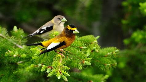 Fondos De Pantalla Aves Naturaleza Rama Fauna Silvestre Pareja