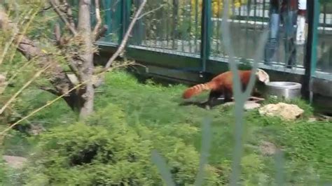 Cute Red Panda Zoo In Vienna Зоопарк в Вене Youtube