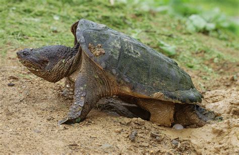New Regulations To Protect Virginias Snapping Turtles Virginia Dwr
