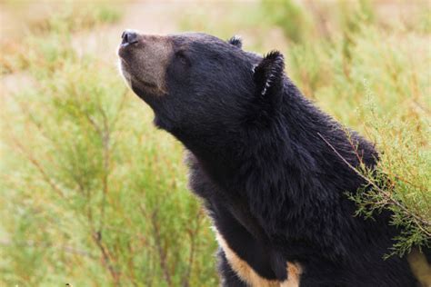 Tibetan Black Bear Stock Photo Download Image Now Istock