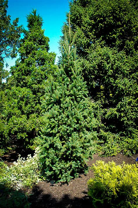Columnar Norway Spruce Trees For Sale The Tree Center™