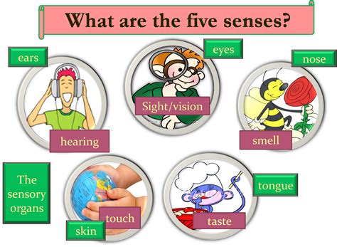 5 Senses Clipart Sense Organ 5 Senses Sense Organ Tra