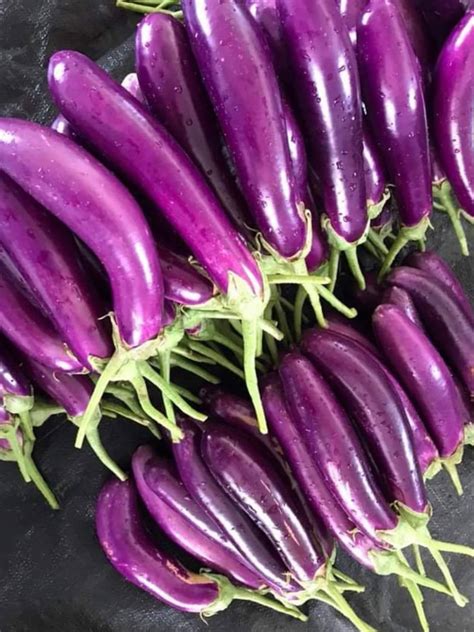Long Purple Eggplant Seeds 15 Seeds Etsy