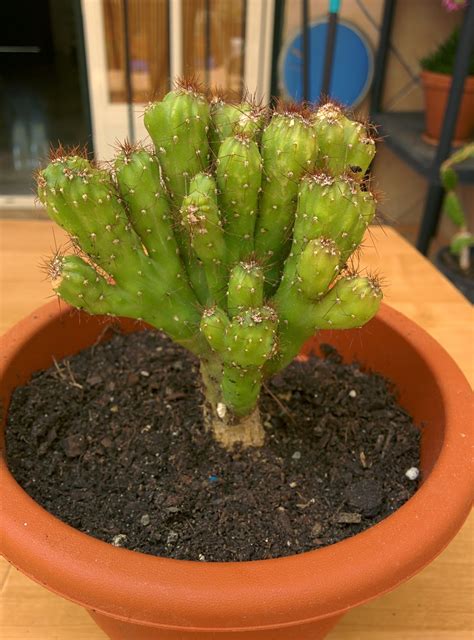 2048 x 1536 jpeg 402 кб. Cereus peruvianus fma. monstruosa : Cactus y Suculentas de ...