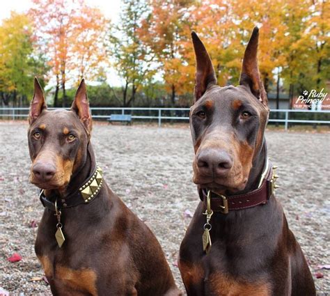 460 Likes 25 Comments Ruby And Prince Rubyprincedobermans On