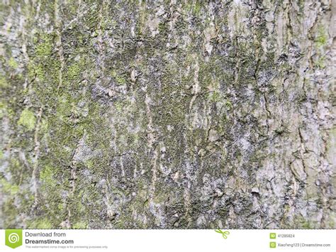 Bark Details Stock Photo Image Of Natural Textured 41285824
